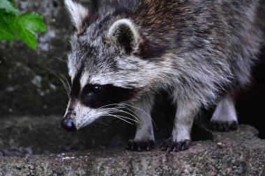 Rakun - Rakun - Waschbaer - Raton Laveur 