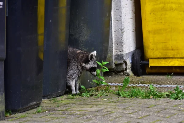 Rakun - Rakun - Waschbaer - Raton Laveur 