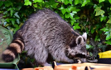 Rakun - Rakun - Waschbaer - Raton Laveur 