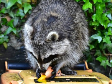 Rakun - Rakun - Waschbaer - Raton Laveur 