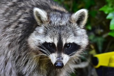 Rakun - Rakun - Waschbaer - Raton Laveur 