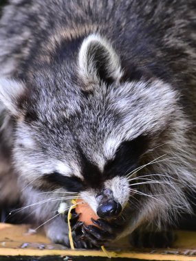 Rakun - Rakun - Waschbaer - Raton Laveur 