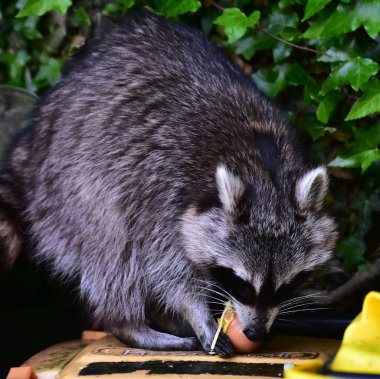 Rakun - Rakun - Waschbaer - Raton Laveur 