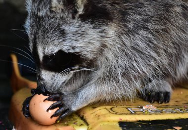 Rakun - Rakun - Waschbaer - Raton Laveur 