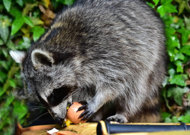 Rakun - Rakun - Waschbaer - Raton Laveur 