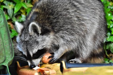 Rakun - Rakun - Waschbaer - Raton Laveur 