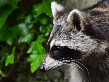 Rakun - Rakun - Waschbaer - Raton Laveur 