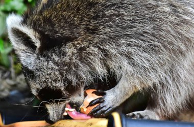 Rakun - Rakun - Waschbaer - Raton Laveur 