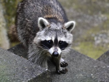 Rakun - Rakun - Waschbaer - Raton Laveur 