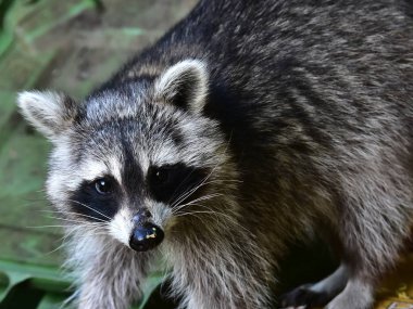 Rakun - Rakun - Waschbaer - Raton Laveur 