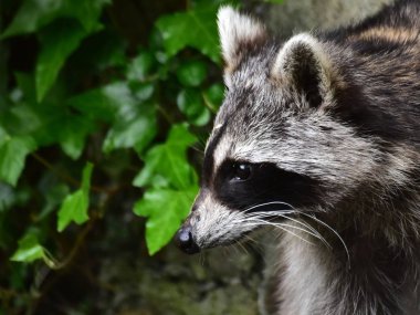 Rakun - Rakun - Waschbaer - Raton Laveur 