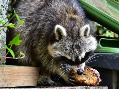 Rakun - Rakun - Waschbaer - Raton Laveur 