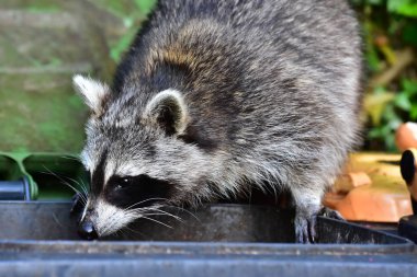 Rakun - Rakun - Waschbaer - Raton Laveur 