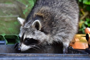 Rakun - Rakun - Waschbaer - Raton Laveur 