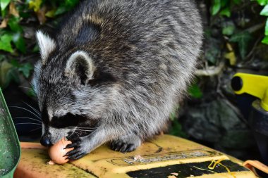 Rakun - Rakun - Waschbaer - Raton Laveur 