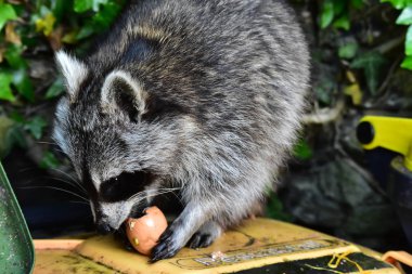 Rakun - Rakun - Waschbaer - Raton Laveur 