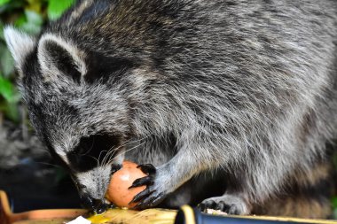 Rakun - Rakun - Waschbaer - Raton Laveur 