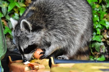 Rakun - Rakun - Waschbaer - Raton Laveur 