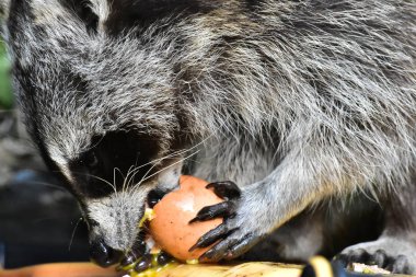 Rakun - Rakun - Waschbaer - Raton Laveur 