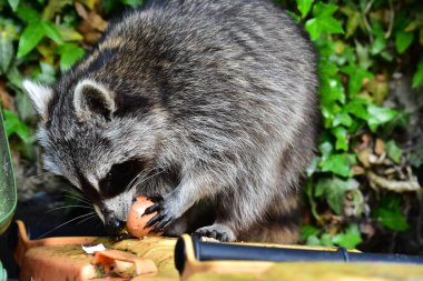 Rakun - Rakun - Waschbaer - Raton Laveur 