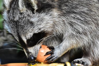 Rakun - Rakun - Waschbaer - Raton Laveur 