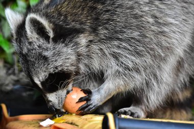 Rakun - Rakun - Waschbaer - Raton Laveur 