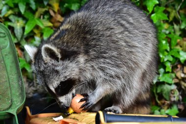 Rakun - Rakun - Waschbaer - Raton Laveur 