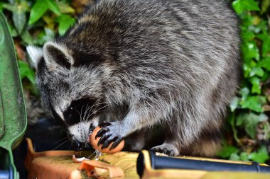 Rakun - Rakun - Waschbaer - Raton Laveur 