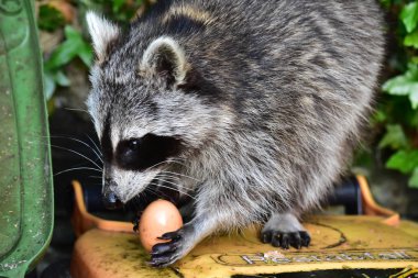 Rakun - Rakun - Waschbaer - Raton Laveur 