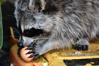 Rakun - Rakun - Waschbaer - Raton Laveur 