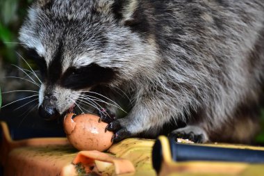 Rakun - Rakun - Waschbaer - Raton Laveur 