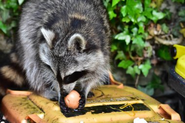 Rakun - Rakun - Waschbaer - Raton Laveur 