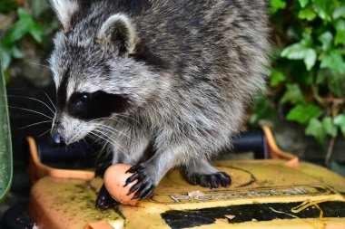 Rakun - Rakun - Waschbaer - Raton Laveur 