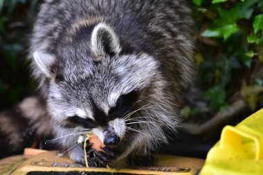 Rakun - Rakun - Waschbaer - Raton Laveur 