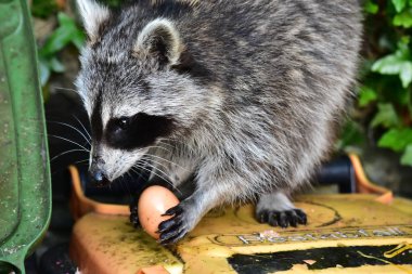 Rakun - Rakun - Waschbaer - Raton Laveur 