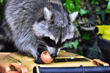 Rakun - Rakun - Waschbaer - Raton Laveur 