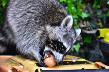 Rakun - Rakun - Waschbaer - Raton Laveur 