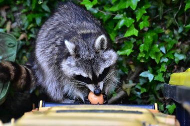 Rakun - Rakun - Waschbaer - Raton Laveur 