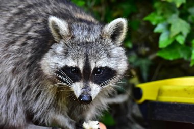 Rakun - Rakun - Waschbaer - Raton Laveur 