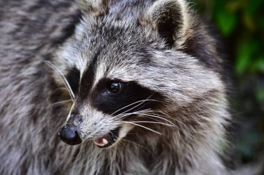 Rakun - Rakun - Waschbaer - Raton Laveur 