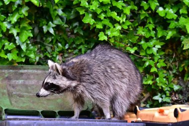 Rakun - Rakun - Waschbaer - Raton Laveur 