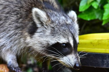 Rakun - Rakun - Waschbaer - Raton Laveur 