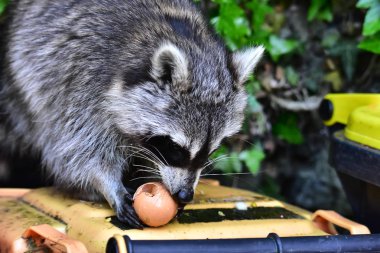 Rakun - Rakun - Waschbaer - Raton Laveur 