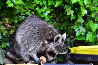 Rakun - Rakun - Waschbaer - Raton Laveur 