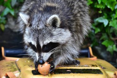 Rakun - Rakun - Waschbaer - Raton Laveur 