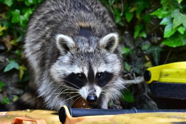 Rakun - Rakun - Waschbaer - Raton Laveur 