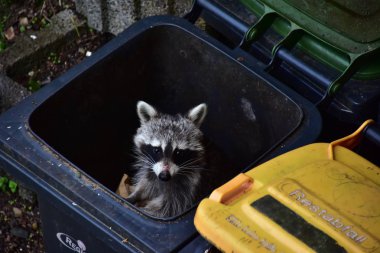 Rakun - Rakun - Waschbaer - Raton Laveur 