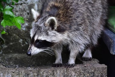 Rakun - Rakun - Waschbaer - Raton Laveur 