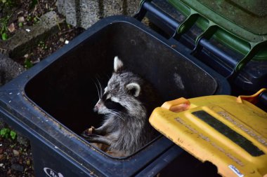 Rakun - Rakun - Waschbaer - Raton Laveur 