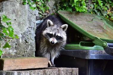 Rakun - Rakun - Waschbaer - Raton Laveur 